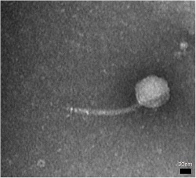 Characterization of a Novel Bacteriophage swi2 Harboring Two Lysins Can Naturally Lyse Escherichia coli